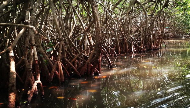 Lagune de Mandinga, Nature et Gastronomie - Photo 4