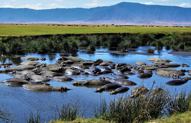 Safari de día completo al cráter del NgoroNgoro - Tour privado - Foto 3