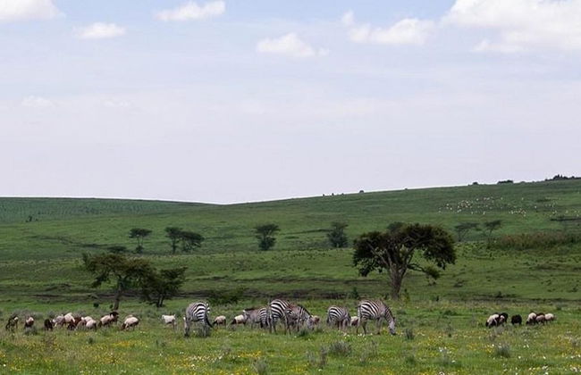 Safari de día completo al cráter del NgoroNgoro - Tour privado - Foto 4