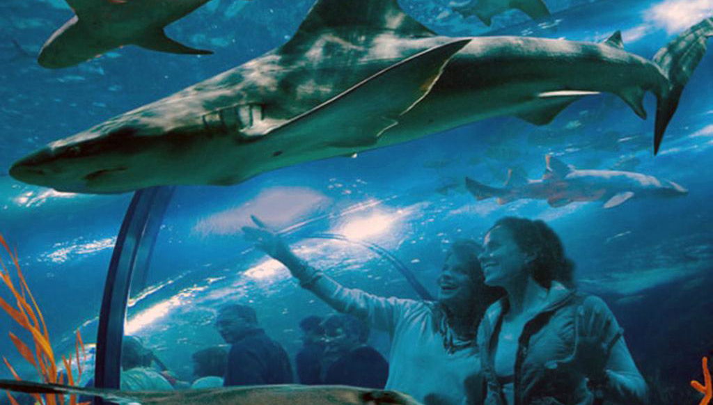 Transfer de ônibus para Loro Parque - Da sud - Foto 1