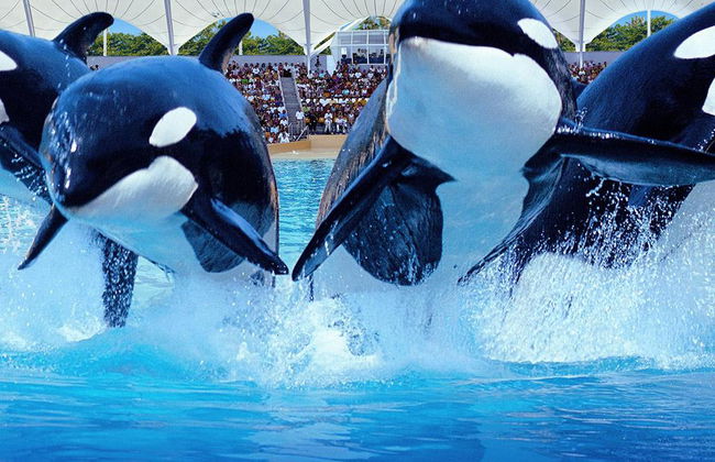 Transfer de ônibus para Loro Parque - Da sud - Foto 6