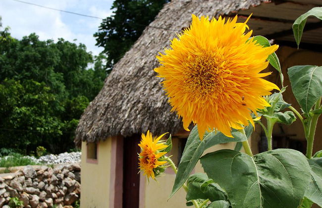 El Camino Real y el cenote San Ignacio - Foto 3