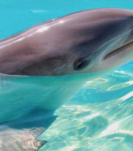 Foto de Encuentro con delfines en el Grand Sirenis Akumal - Tulum