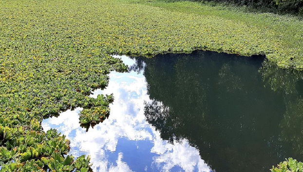 Iguazu Secret Falls - Half Day Tour - Foto 4