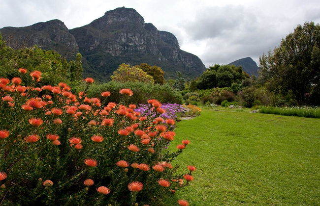 Visite de journée entière dans la péninsule de Cape Town - Photo 5