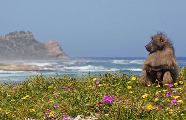 Visite de journée entière dans la péninsule de Cape Town - Photo 3
