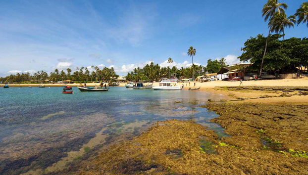 Praia do Forte- Local de Nidificação de Tartarugas - Foto 3