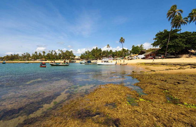 Praia do Forte- Local de Nidificação de Tartarugas - Foto 3