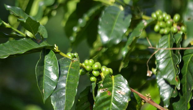 Tour a finca cafetera cerca de Bogotá - Foto 5