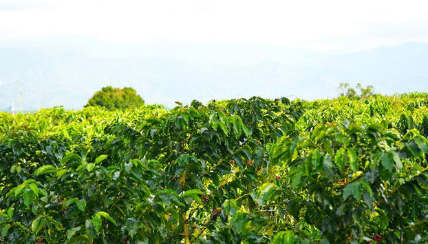 Tour a finca cafetera cerca de Bogotá - Foto 4