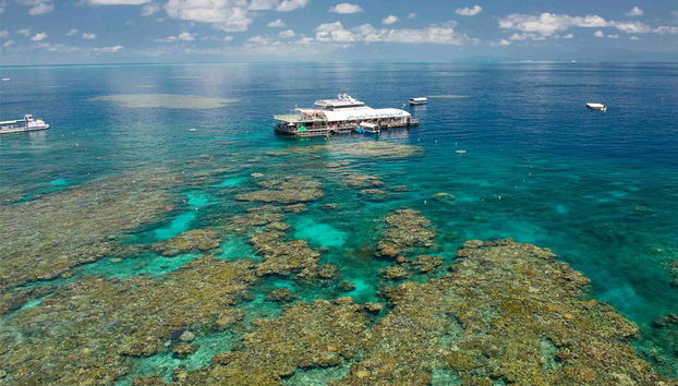 Tour en catamarán por la Gran Barrera de Coral con traslado - Foto 2