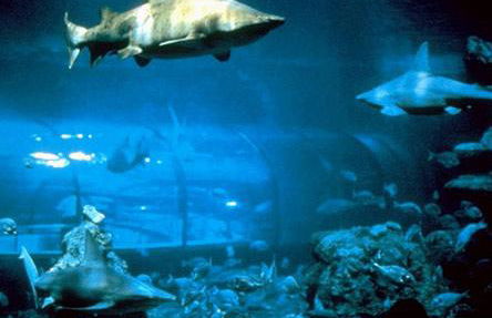 Acuario de Barcelona - Foto 4