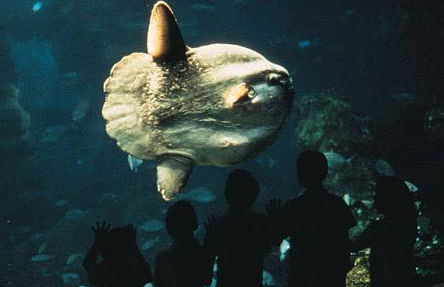 Acuario de Barcelona - Foto 3