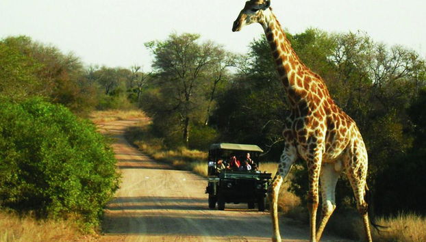 Safari en vehículo abierto por el Parque Nacional Kruger - Foto 2