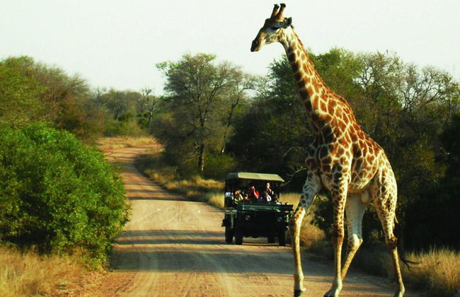 Safari en vehículo abierto por el Parque Nacional Kruger - Foto 2