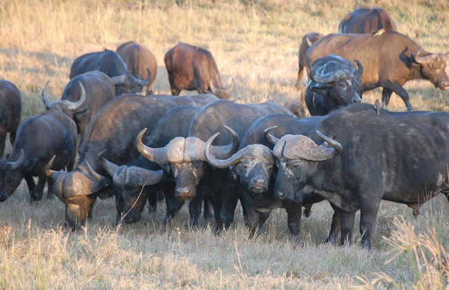 Safari en vehículo abierto por el Parque Nacional Kruger - Foto 3