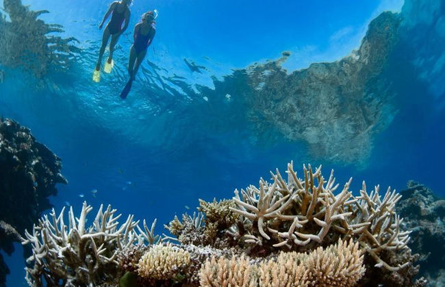Silverswift Outer Barrier Reef Cruise - Foto 3