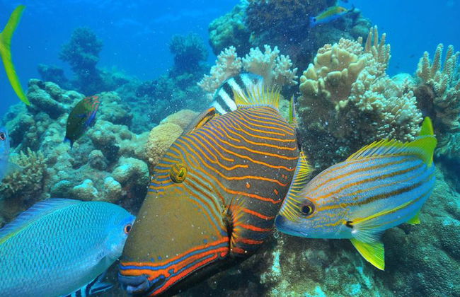 Silverswift Outer Barrier Reef Cruise - Foto 2
