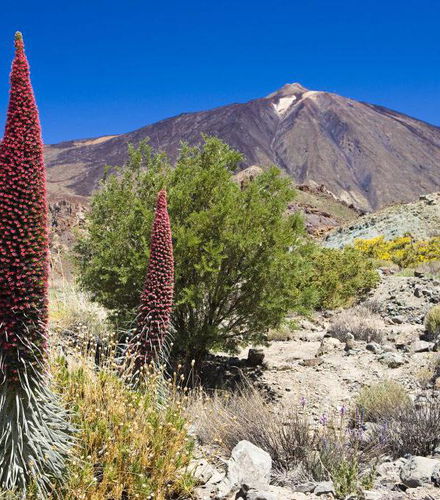 Foto de Cañadas del Teide - Half Day Tour
