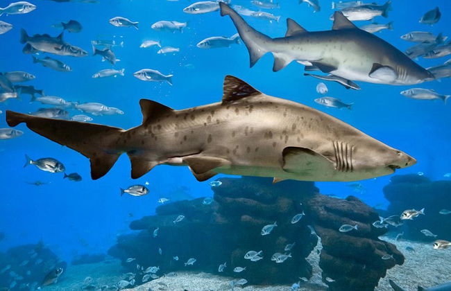 Palma Aquarium - Entrada - Foto 4