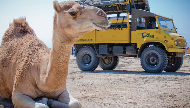 Excursión al interior y safari en camello - Foto 4