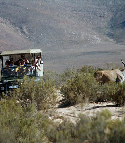 Foto - Safari da vida selvagem