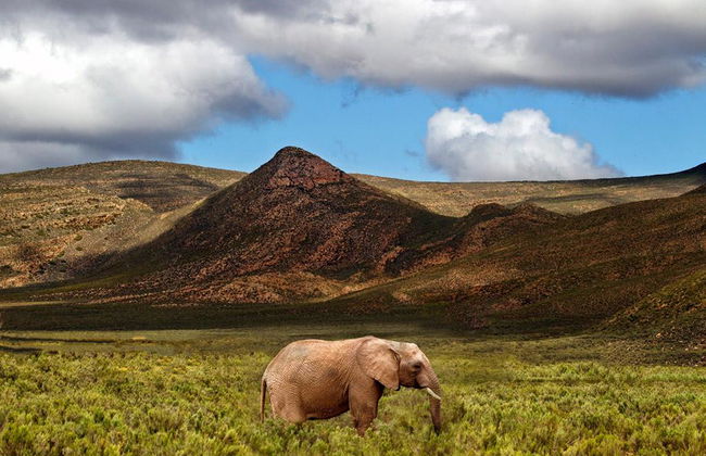 Safari dans la vie sauvage - Photo 2