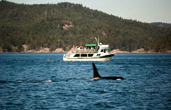 Orca Spirit Adventures Whale Watching - Avistamiento de ballenas en barco cubierto - Foto 6