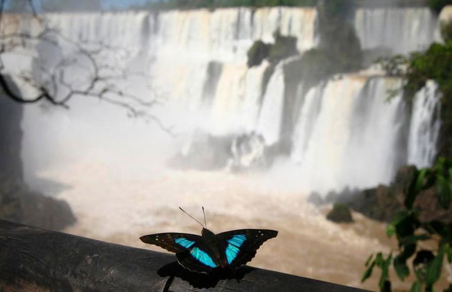 Iguazu Falls - Brazil Side - Photo 2