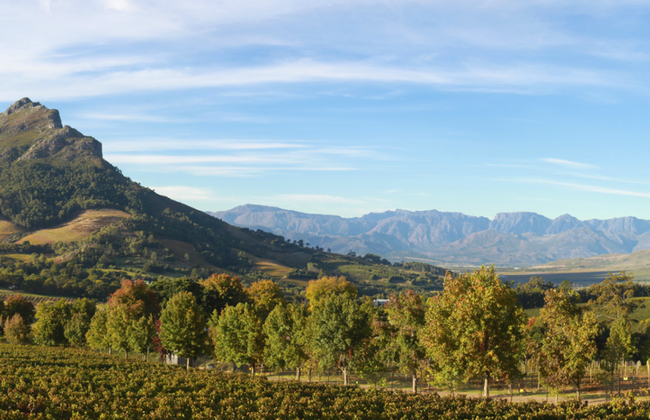 Private Full Day Constantia Wine Tour - Foto 5