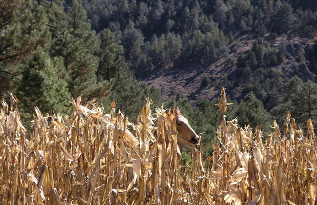 Tour a Basaseachic - Foto 4
