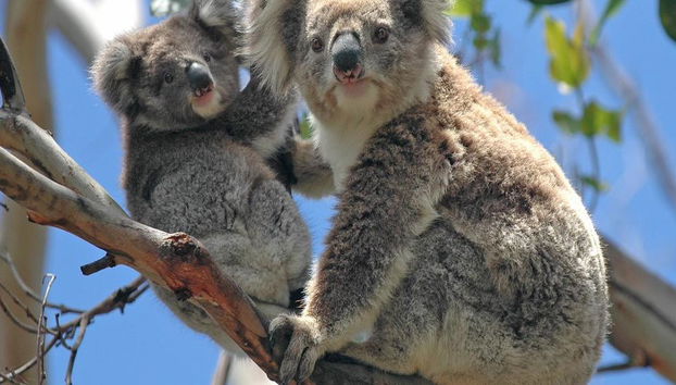 Puffing Billy and Healesville Sanctuary Bus Tour - Foto 2
