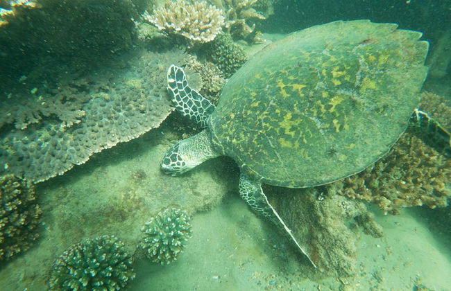 Naufragio en Moreton Island - Tour de un día entero - Foto 7