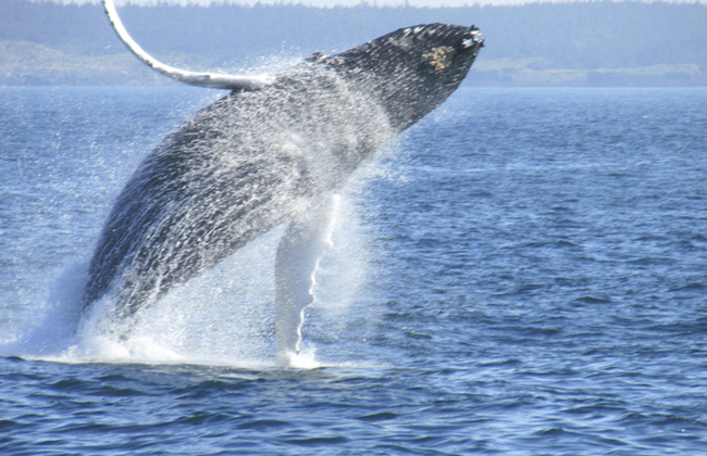 Whale Watching and Wine Tasting - Private Tour - Photo 3