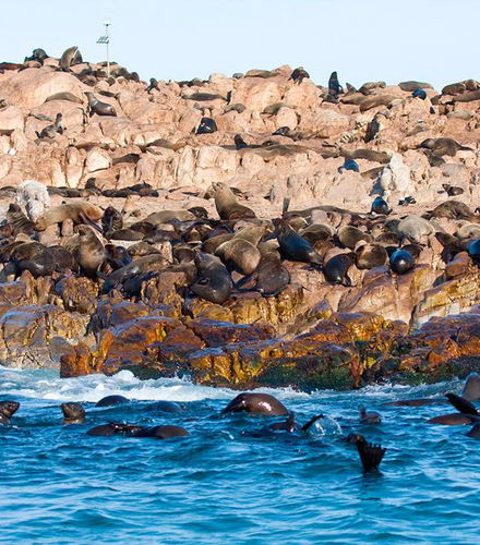 Foto - Safari de um dia inteiro: Os cinco grandes do oceano