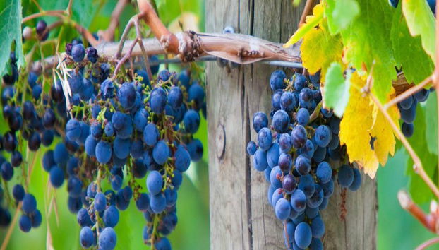 Yarra Valley Winery Tour - Foto 3