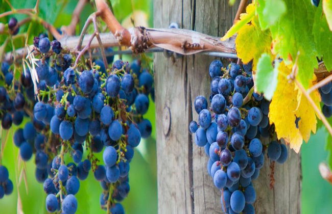 Yarra Valley Winery Tour - Foto 3