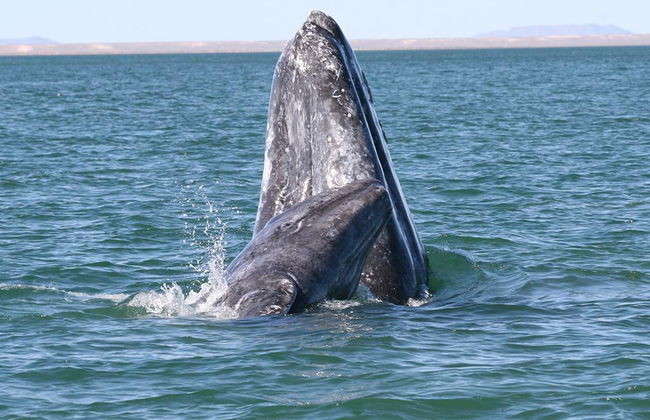 Avistamiento de ballenas grises - Tour privado - Foto 6