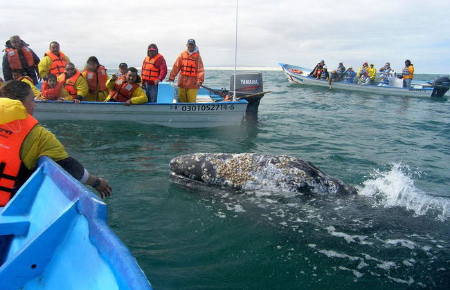 Avistamiento de ballenas grises - Tour privado - Foto 4