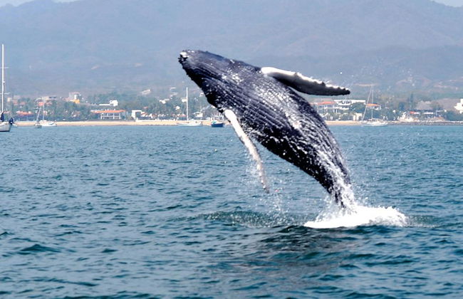 Avistamiento de ballenas grises - Tour privado - Foto 2