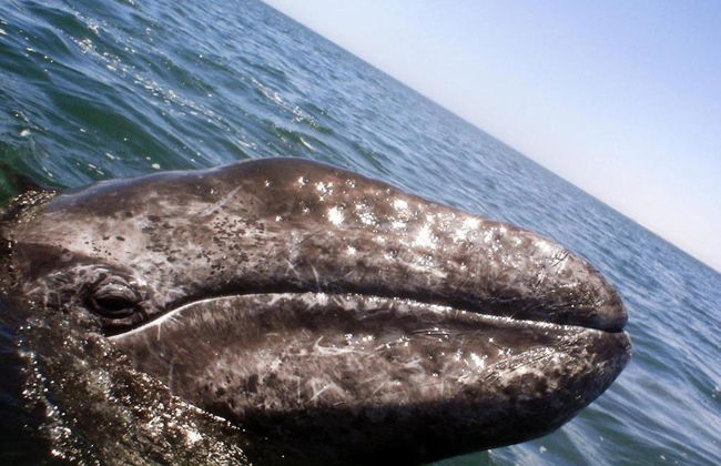 Avistamiento de ballenas grises - Tour privado - Foto 5