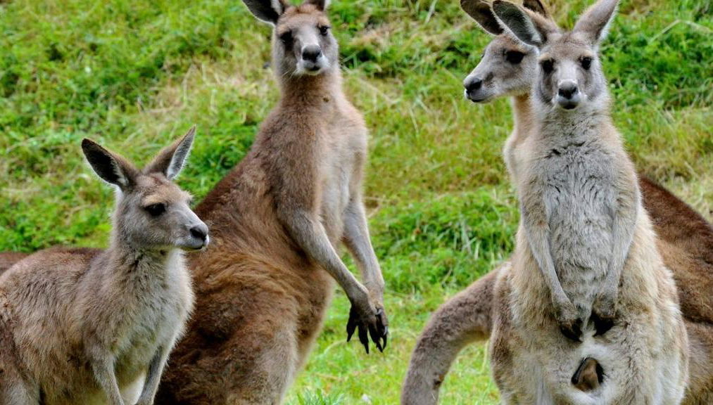 Healesville Sanctuary and Phillip Island Bus Tour - Foto 1