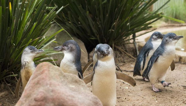 Healesville Sanctuary and Phillip Island Bus Tour - Foto 2