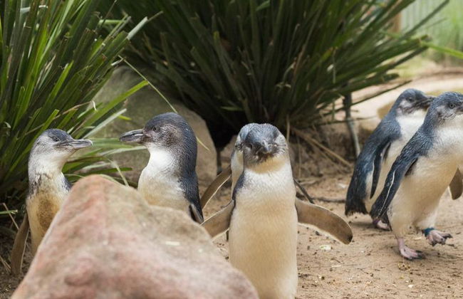 Healesville Sanctuary and Phillip Island Bus Tour - Foto 2