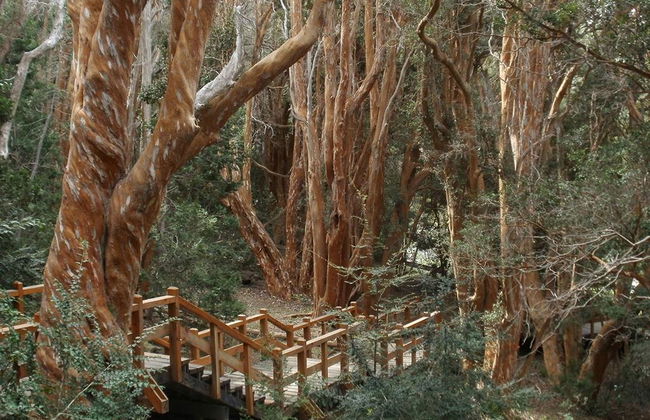 Isola Victoria e Foresta di Myrtle - Escursione di un'intera giornata - Foto 5
