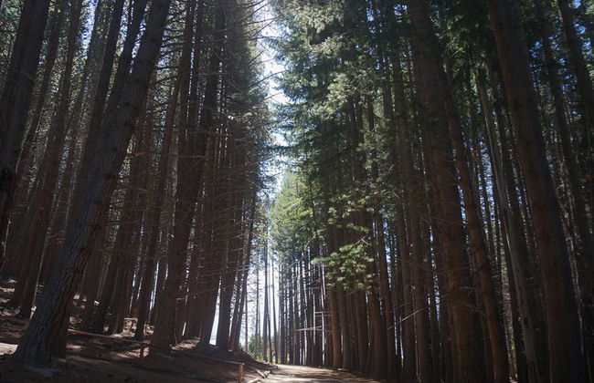 Isola Victoria e Foresta di Myrtle - Escursione di un'intera giornata - Foto 4