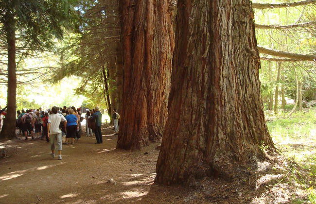Isola Victoria e Foresta di Myrtle - Escursione di un'intera giornata - Foto 3