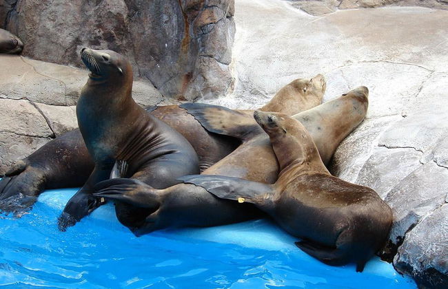 SeaWorld San Antonio - Foto 5