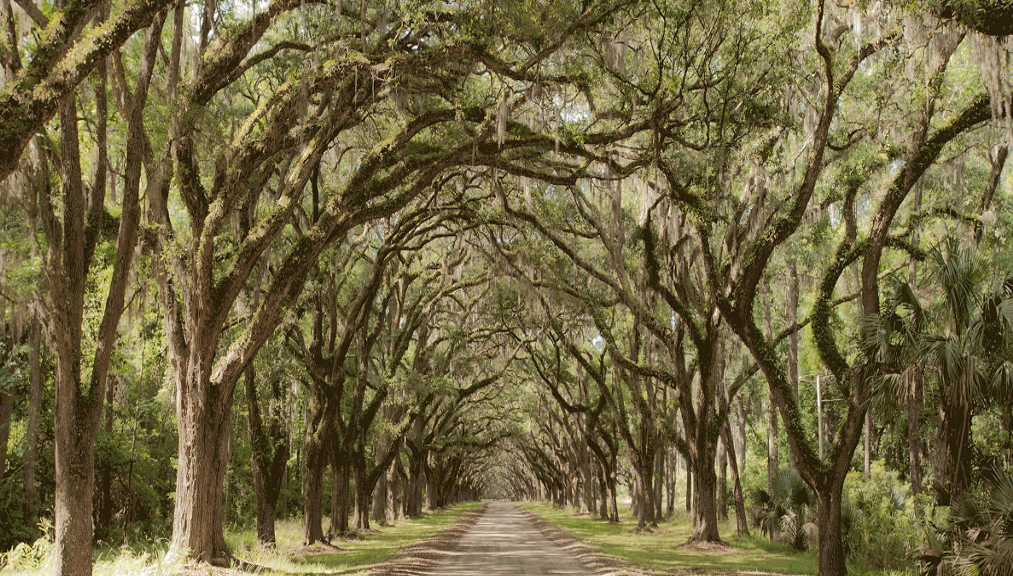 Wormsloe Planatation and Isle of Hope Tour - Photo 1