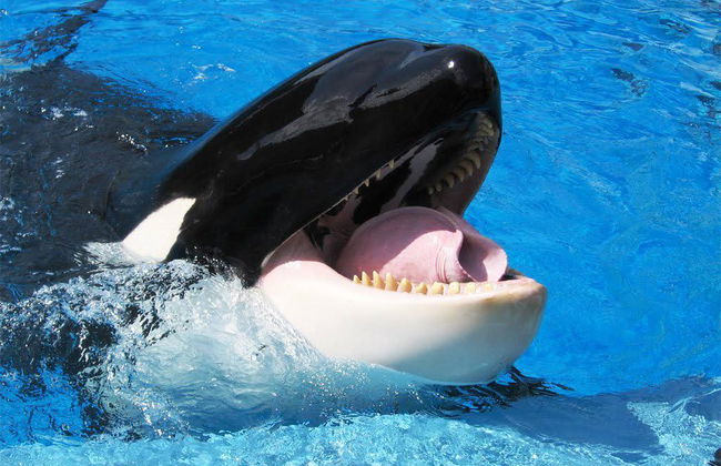 SeaWorld San Diego - Photo 5